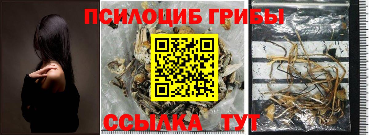 Псилоцибиновые грибы Cubensis Михайловка